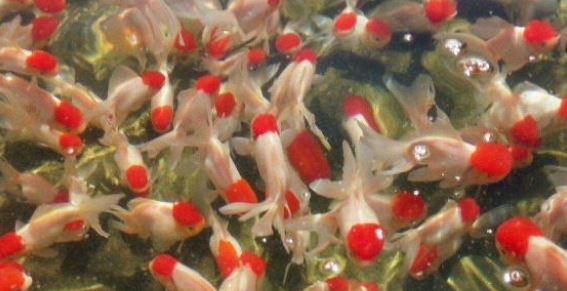 鱼缸的水质不好，怎么调节？这4种方法送给你，先看后试