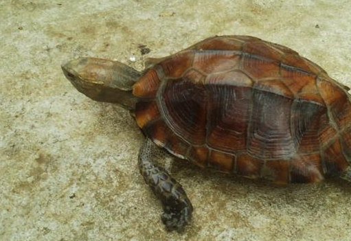 锯缘摄龟能长多大？来了解下吧