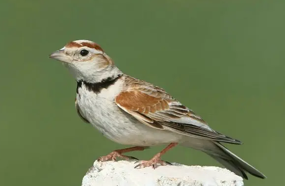 蒙古百灵怎么分公母？来看看吧