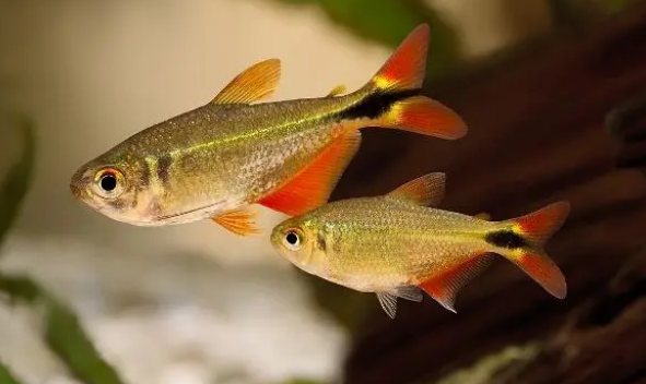 鱼缸水质的好坏太重要，把这2个指标做好，水质的问题就不是问题