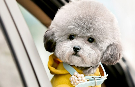 什么颜色的泰迪比较贵？你绝对想不到