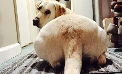 一起来看看狗狗肛门腺破了怎么办~