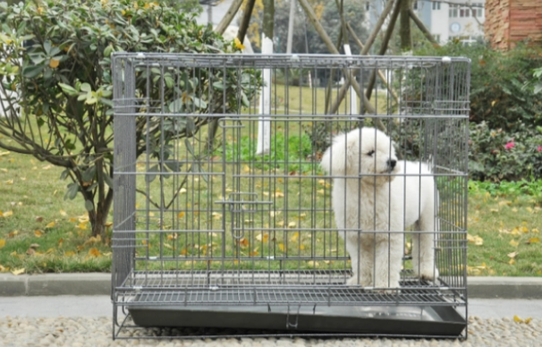 小狗关笼子一直叫，可能是这几个原因导致