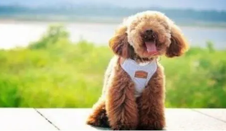 泰迪太瘦了怎么养胖?这份喂养方法可借鉴! 泰迪太瘦了怎么养胖?这份喂养方法可借鉴!