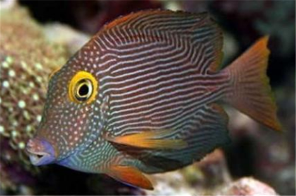 新手喂养缘吊需要注意什么?这几点是关键! 新手喂养缘吊需要注意什么?这几点是关键!