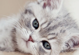 小奶猫怎么人工喂养?赶紧来了解一下! 小奶猫怎么人工喂养?赶紧来了解一下!