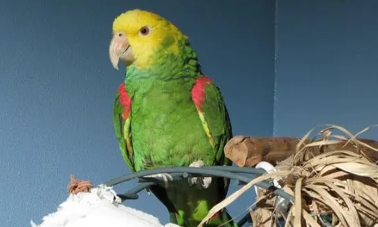 养鸟小白有必要知道，双黄头亚马逊鹦鹉多少钱