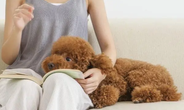 狗狗缺乏微量元素的6大表现，宠主要重视！