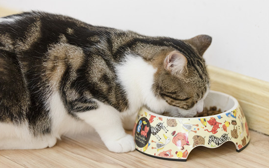 什么样的三花猫算漂亮？结果竟然是……