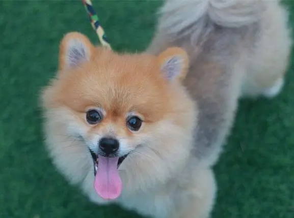 博美尾巴什么时候炸毛?主人一定要知道! 博美尾巴什么时候炸毛?主人一定要知道!