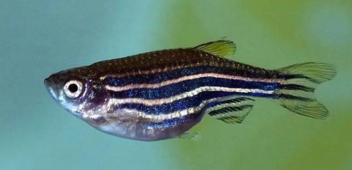 适合饲养斑马鱼的水温是多少？新手小白赶紧学一下！