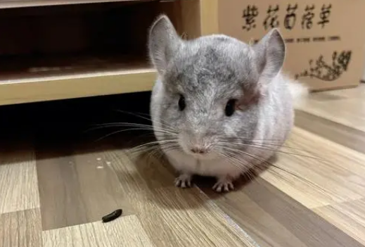 毛丝鼠认主人吗？想知道就来看这里！