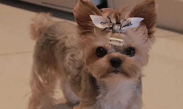 楼房养什么狗最省心最好楼房养什么狗最省心最好？推荐这几种