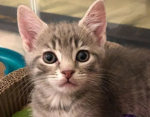 猫玩猫砂怎么办？很有可能是这几种原因