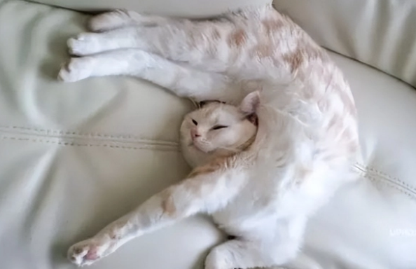 别浪费钱买“猫窝”了,猫咪根本不喜欢,原因很真实! 别浪费钱买“猫窝”了,猫咪根本不喜欢,原因很真实!