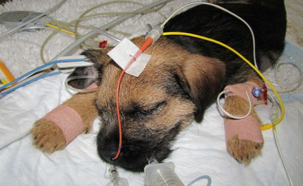 什么是犬细小病毒性肠炎？