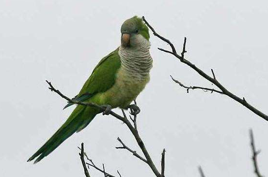 和尚鹦鹉咬人吗?第一次养的人必看 和尚鹦鹉咬人吗?第一次养的人必看