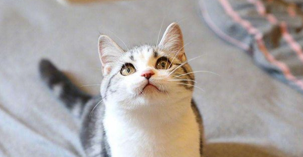 美短加白怎么看品相？方法在这里！