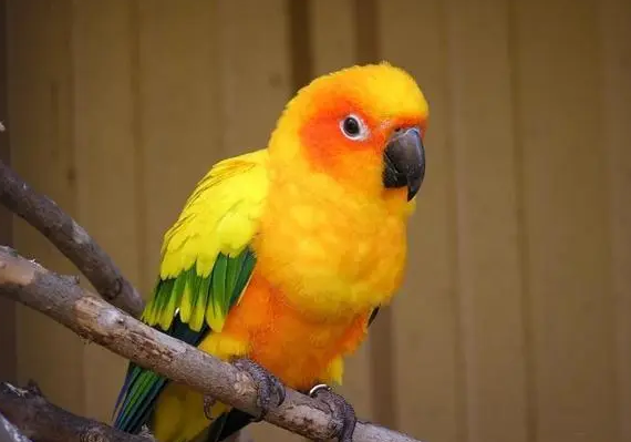 鹦鹉认主吗？饲主来瞧一瞧吧