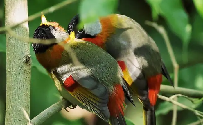 绣眼鸟的挑选方法，你确定不了解下！