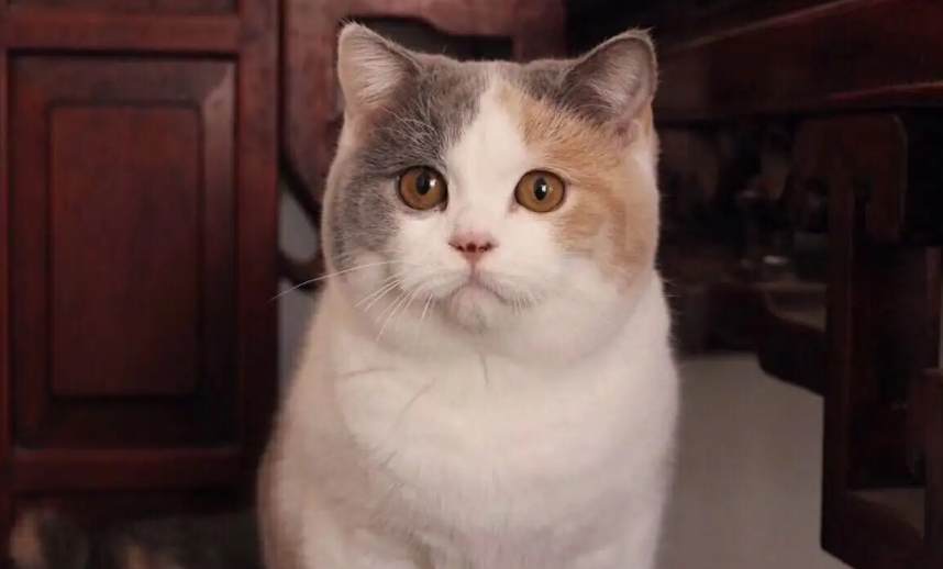 英短三花怎么判断品相？看完这篇文章你就知道了