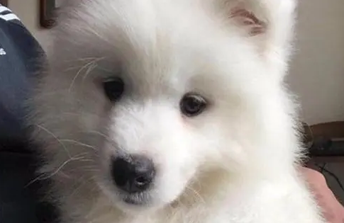 狗多大开始吃钙片