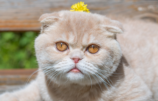 金渐层猫斑纹会消失吗？让本文告诉你答案