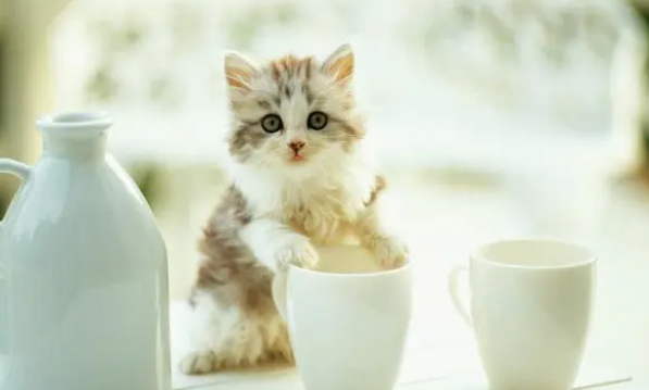 铲屎官要外出,该不该将猫咪寄养在宠物店? 铲屎官要外出,该不该将猫咪寄养在宠物店?