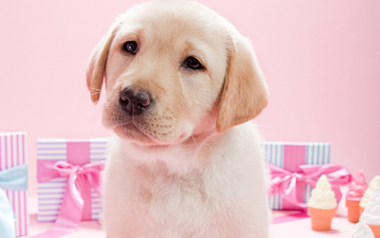 拉布拉多尾巴上翘是不是不纯,答案就这告诉您 拉布拉多尾巴上翘是不是不纯,答案就这告诉您