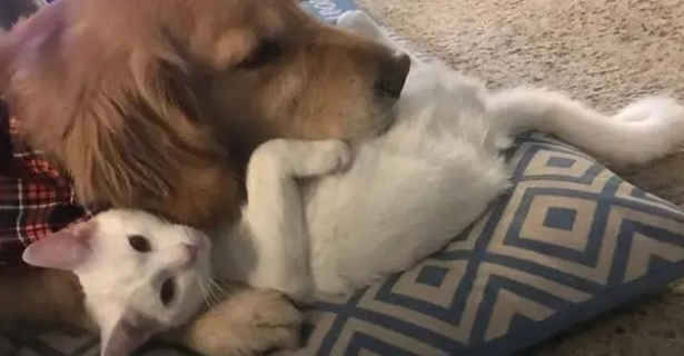 狗羊奶粉可以长期喝吗？养宠知识小分享！