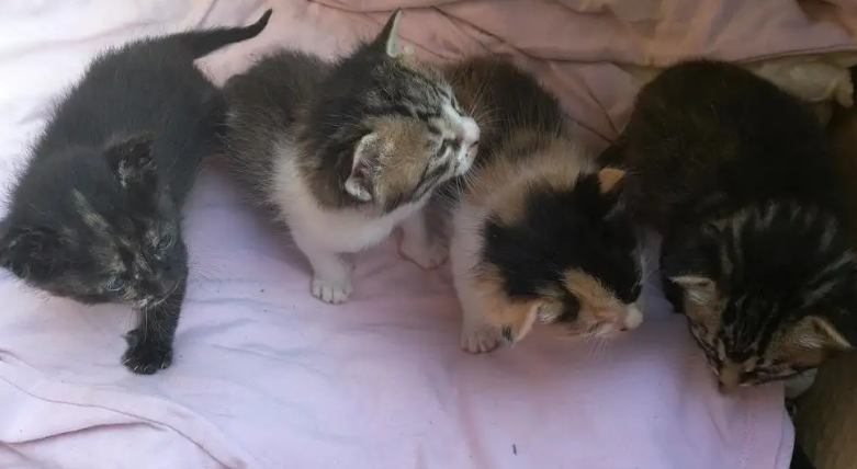 21天小猫崽会吃食吗？看看这篇文章就知道了