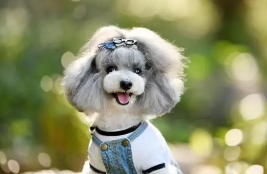 泰迪狗狗多大算成犬？有几个特征要知道