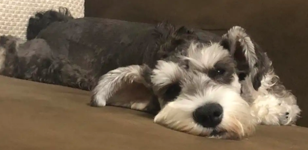 狗狗吃“微量元素”的好处 狗狗吃“微量元素”的好处