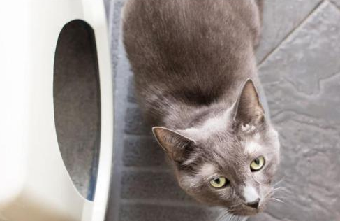猫咪总是刨猫砂，这正常吗？