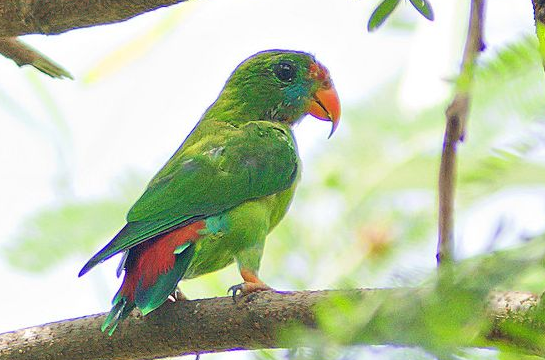 菲律宾悬吊鹦鹉亲人吗？饲养前有必要了解一下~