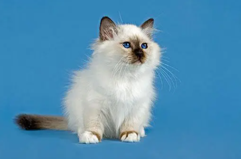 猫咪怎么看品相得好？我来给你讲～