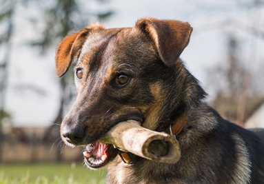 一文告诉你，狗狗胃扭转会导致狗狗死亡吗？