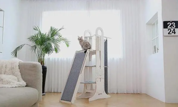 注意猫爬架！这3起“意外事故”皆因它而起