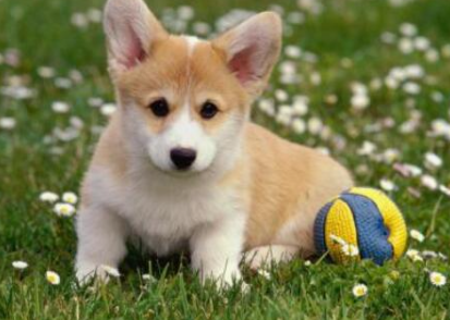 小狗刨地是怎么回事?答案令人意外! 小狗刨地是怎么回事?答案令人意外!