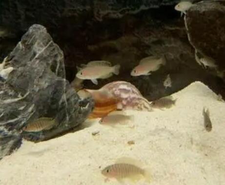 萌哒哒的斑马贝，竟然比金子还贵？