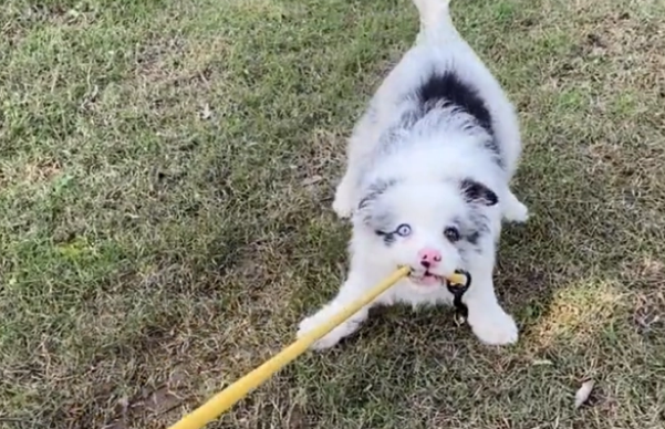 边牧陨石色的优缺点，一文让你看懂！