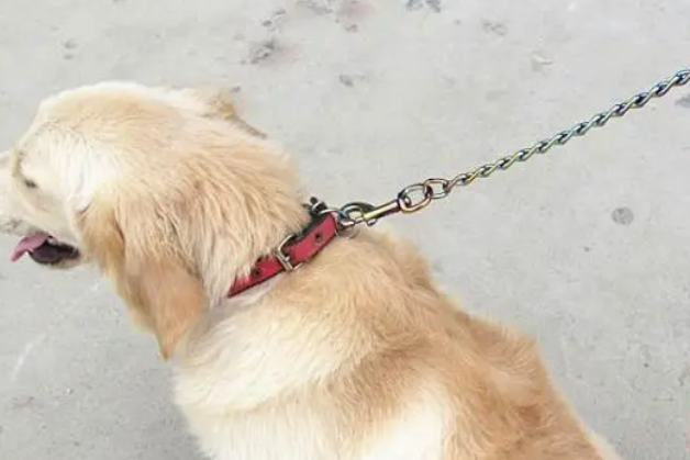 狗牵引绳哪种好?据其体型来选背带或项圈 狗牵引绳哪种好?据其体型来选背带或项圈