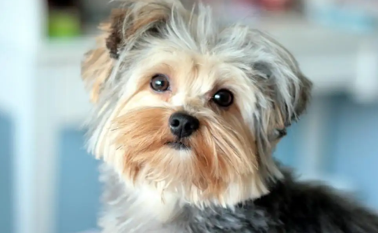 丝毛梗和约克夏的区别是什么？一起来看看！