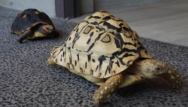豹斑象龟的价格是多少？看看你有没有能力入手吧~