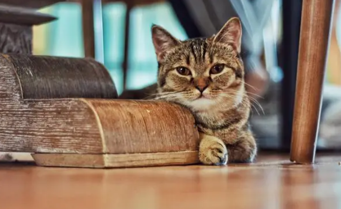 猫砂是什么？20年养猫人，教你基础养猫这些事，无广告！