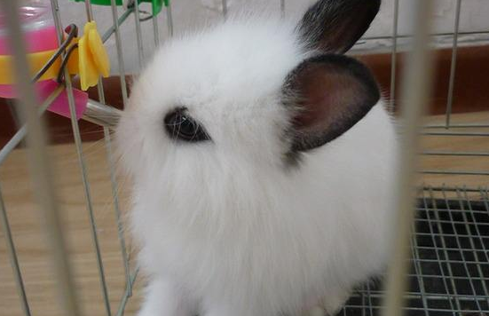 垂耳西施兔可活多少年?快来看看吧 垂耳西施兔可活多少年?快来看看吧
