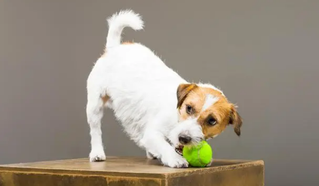 对于一个新手而言，怎样给狗狗洗澡？