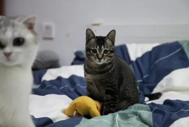 猫粮猫饭罐头？如何找到合适的喂养方式