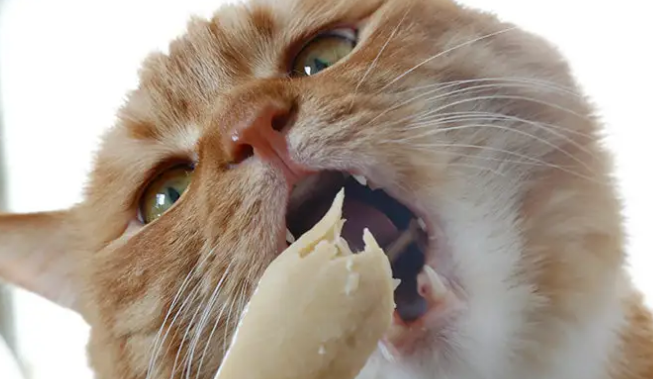 猫不吃鸡胸肉怎么回事？并不是所有猫咪都爱吃鸡胸肉哦