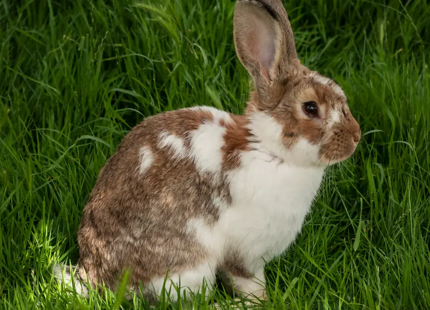 今日全文带你了解英种斑点兔 今日全文带你了解英种斑点兔